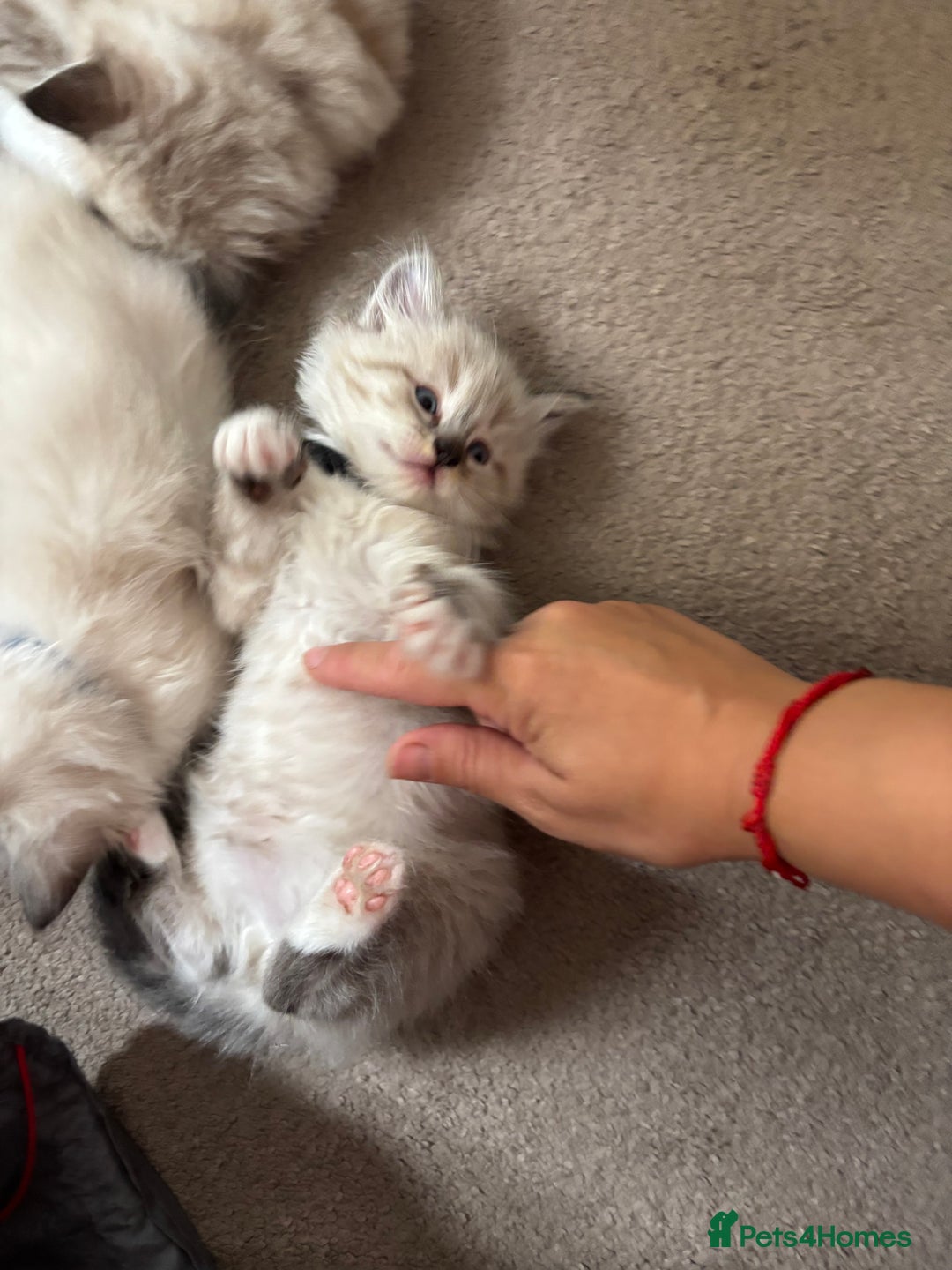 Ragdoll cats for sale: Ragdoll kittens - Image 14