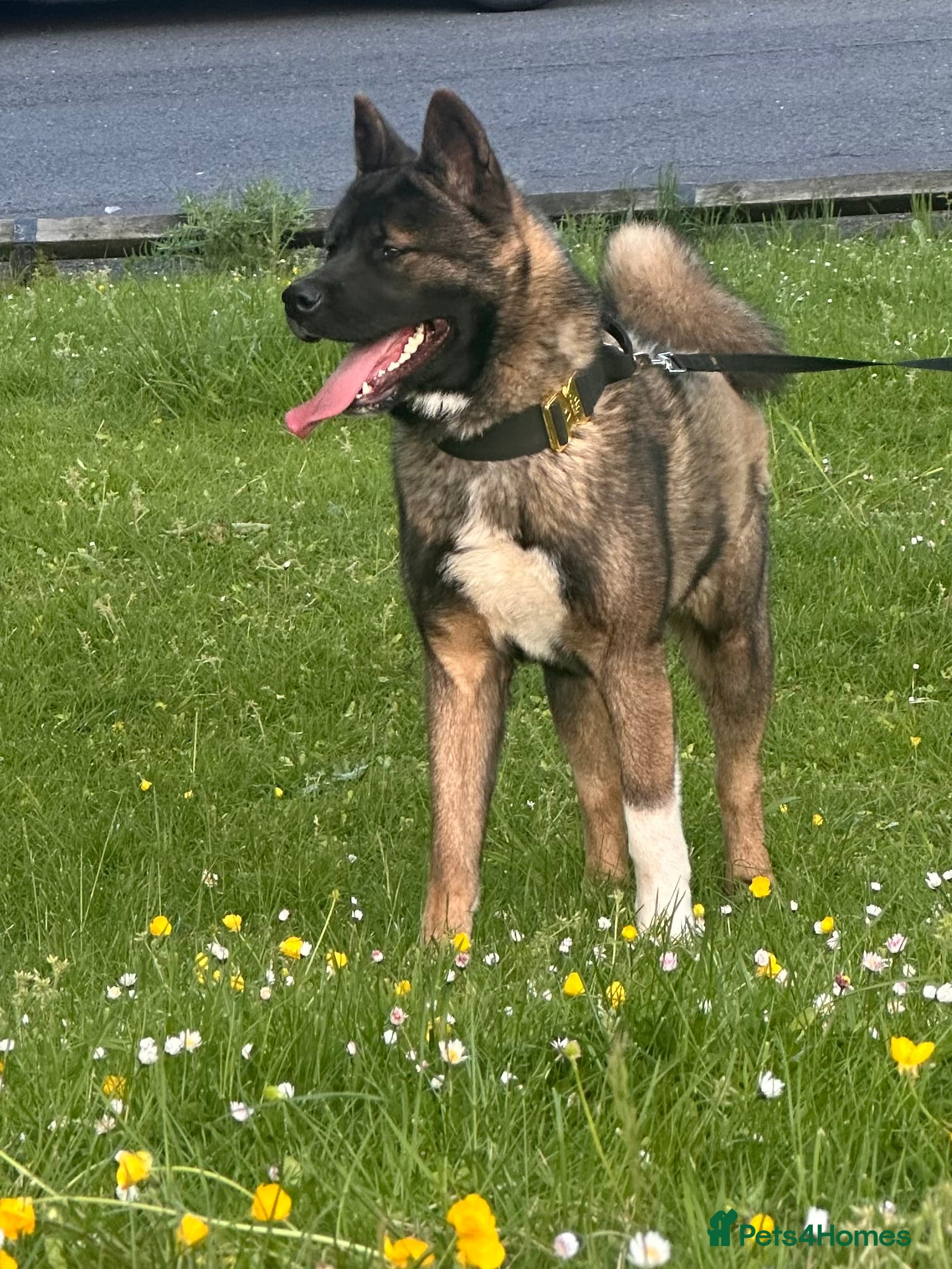 Akita dogs for sale: American Akita in Dudley - Advert 2