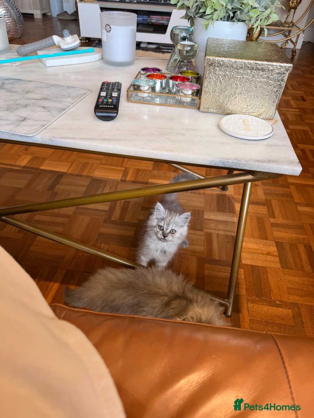 British Shorthair cats for sale: Beautiful fluffy show class kittens - Advert 5