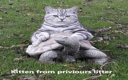 Scottish Fold cats for sale: 5 Full Pedigree Scottish Fold/Straight Kitens - Image 34