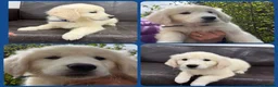 Golden Retriever dogs for sale: KC Registered Golden Retriever Pups  - Advert 3
