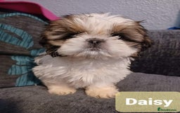 Shih Tzu dogs for stud: Handsome experienced KC registered stud dog in Cullompton - Image 23