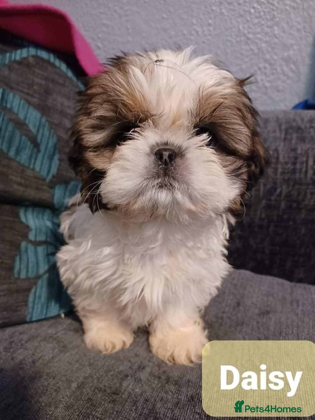 Shih Tzu dogs for stud: Handsome experienced KC registered stud dog in Cullompton - Image 23