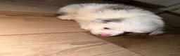Pomeranian dogs for sale: Pomeranian puppies - Advert 10