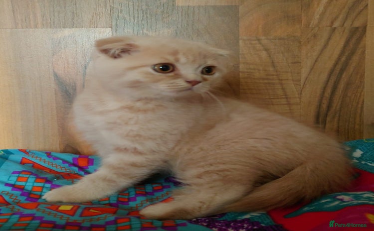 Scottish Fold cats - Advert 1
