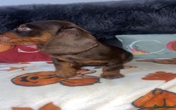 Doxiepoo dogs for sale: House trained READY NOW FOR THERE FOREVER HOMES ❤️ - Image 30