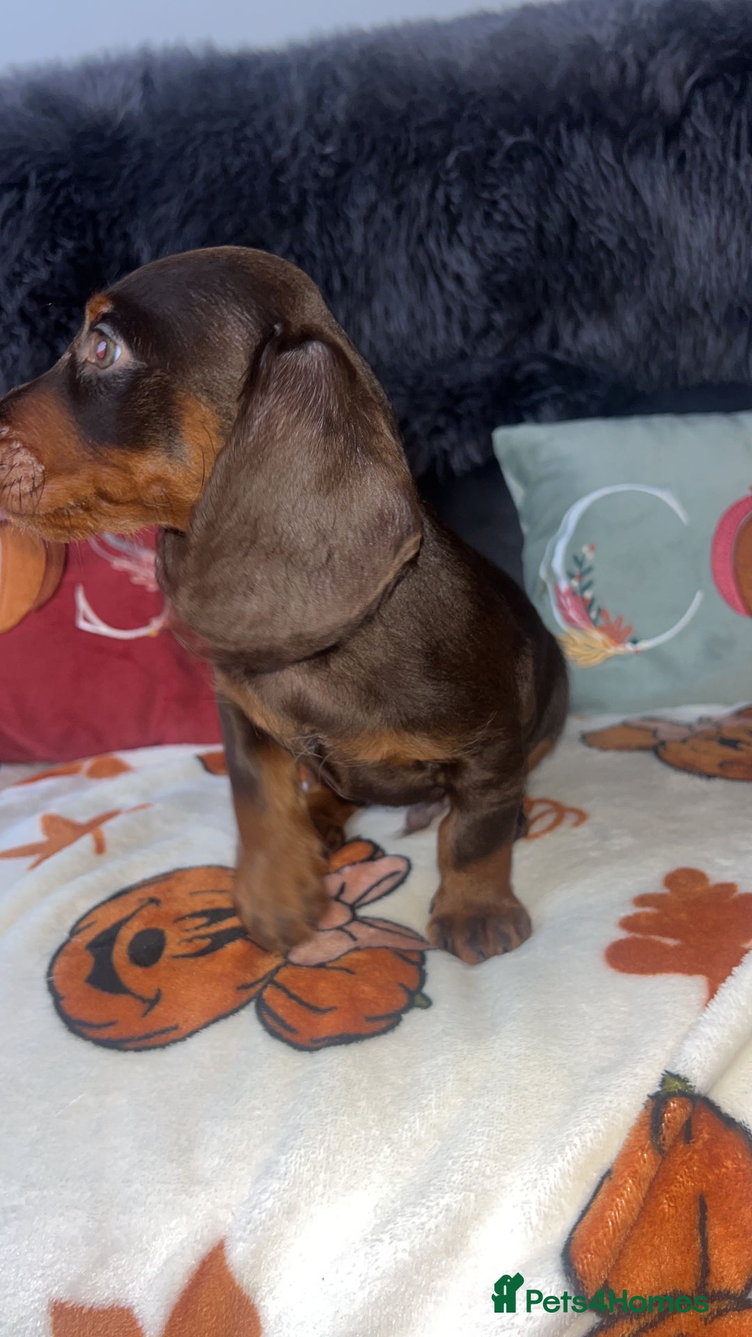 Doxiepoo dogs for sale: House trained READY NOW FOR THERE FOREVER HOMES ❤️ - Image 30