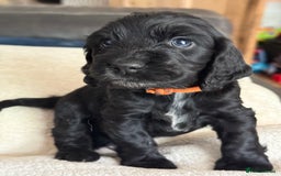 Cocker Spaniel dogs for sale: KC Reg Show cocker spaniel pups - Image 11