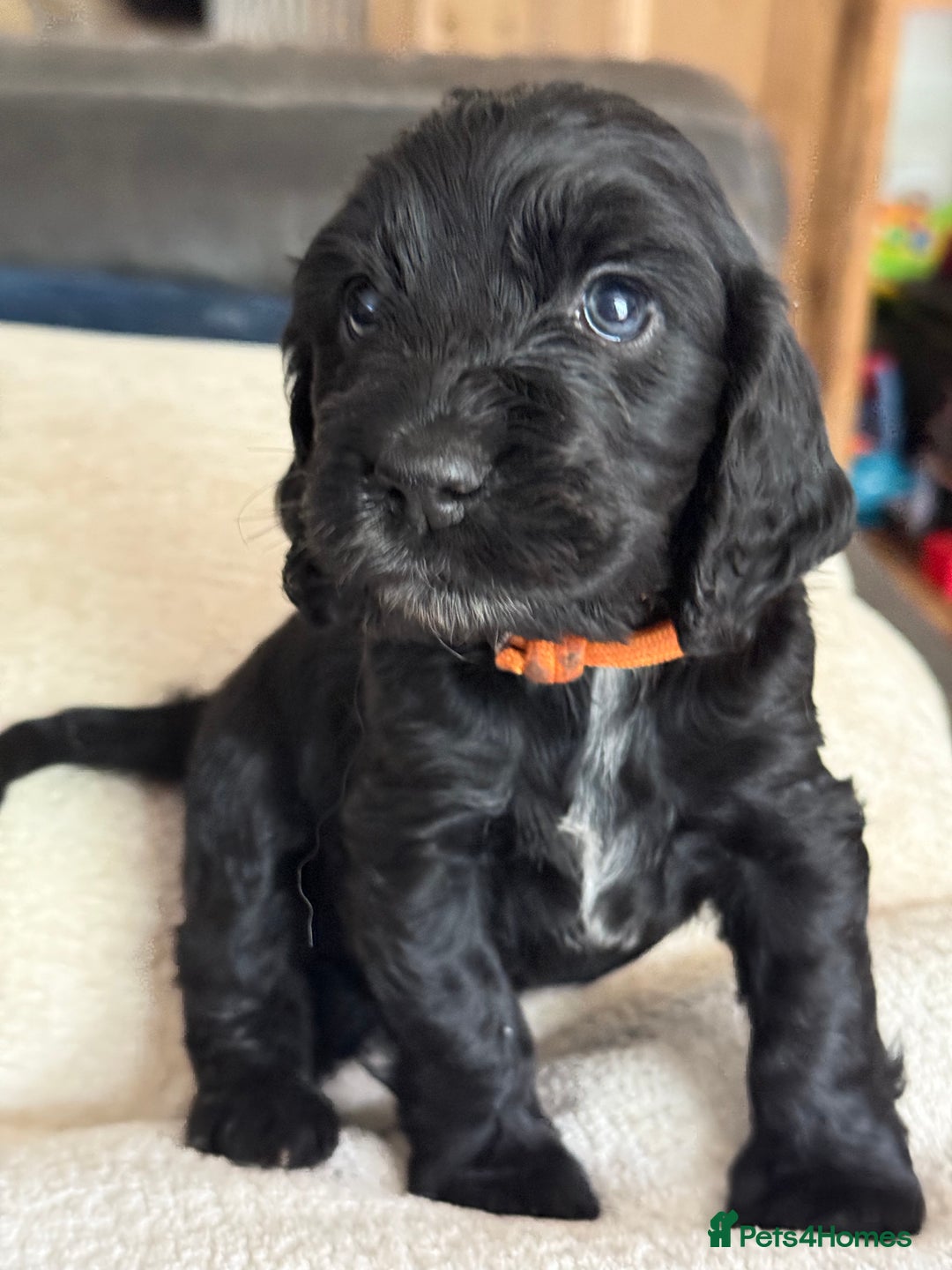 Cocker Spaniel dogs for sale: KC Reg Show cocker spaniel pups - Image 11