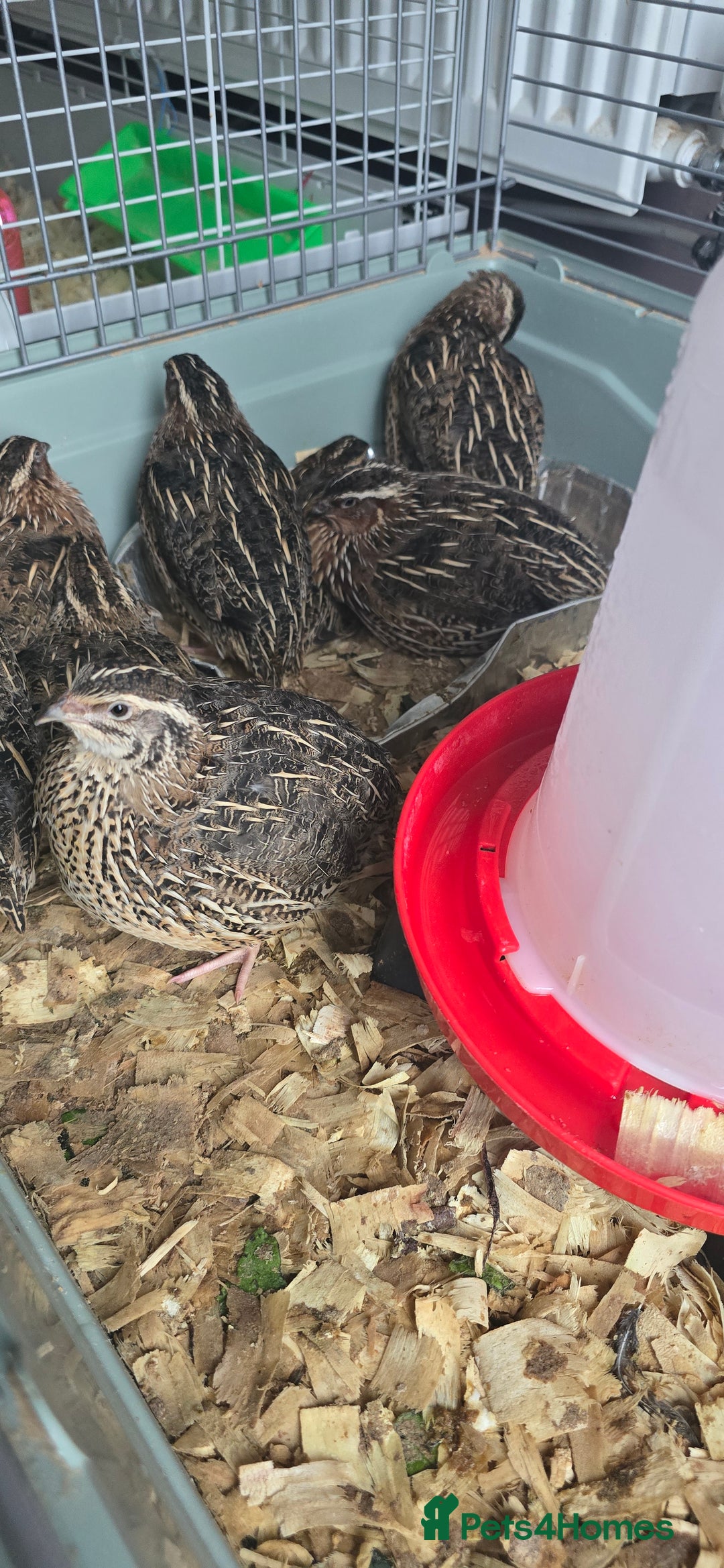 Quail poultry for sale: 9 quail male for sale - Advert 3