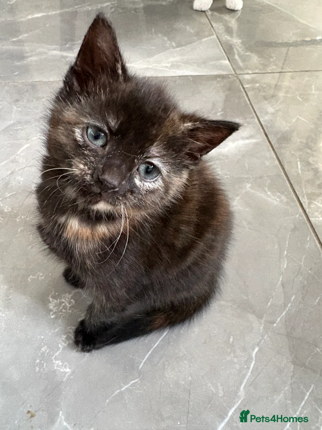 Mixed Breed cats for sale: Ginger black girl kitten  - Advert 1