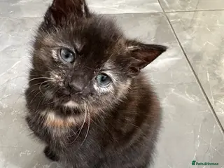Mixed Breed cats Ginger black girl kitten - Advert 1
