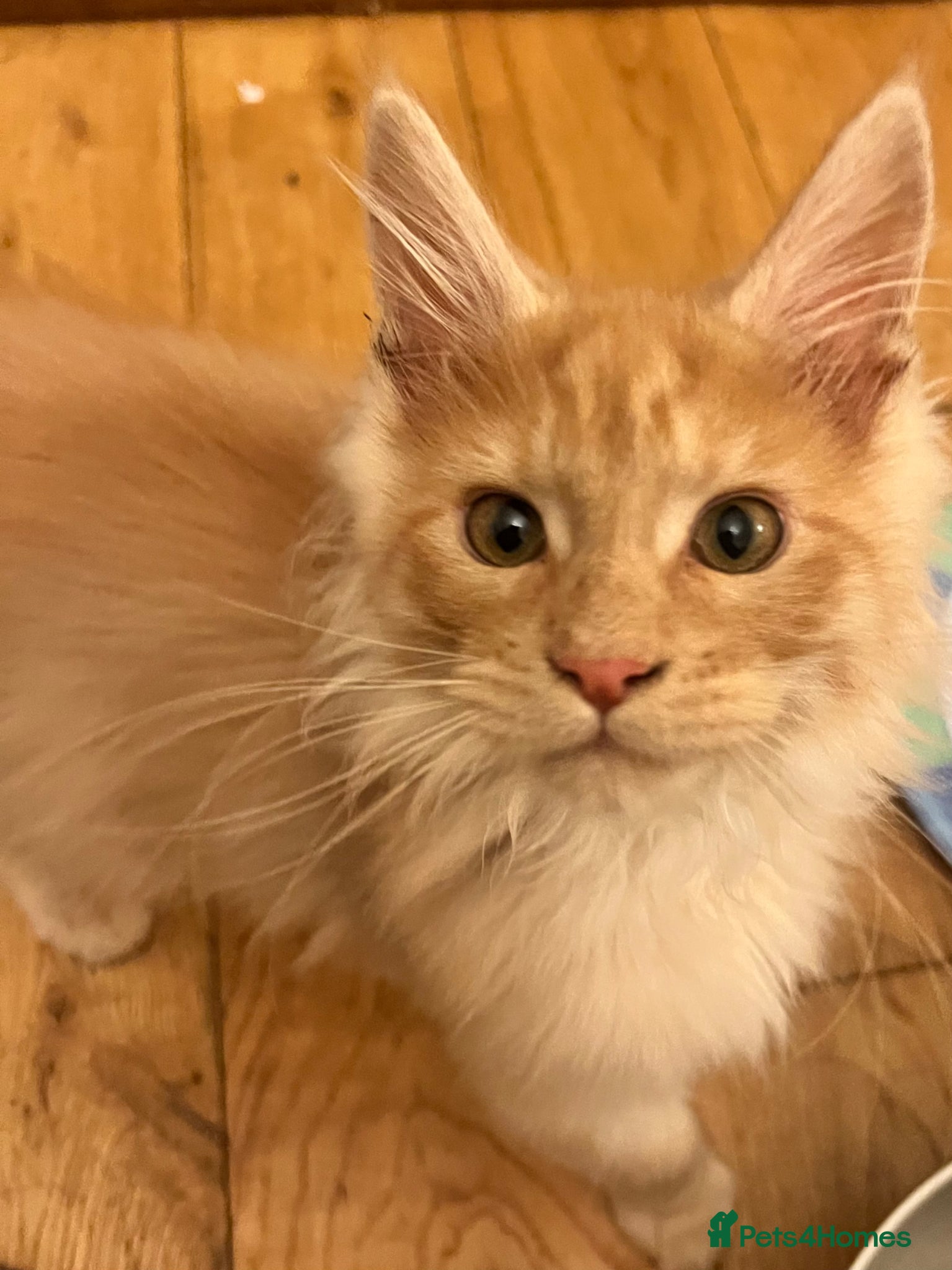 Maine Coon cats TICA Registered Maine Coon Ginger Boys! - Advert 7