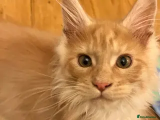 Maine Coon cats TICA Registered Maine Coon Ginger Boys! - Advert 7