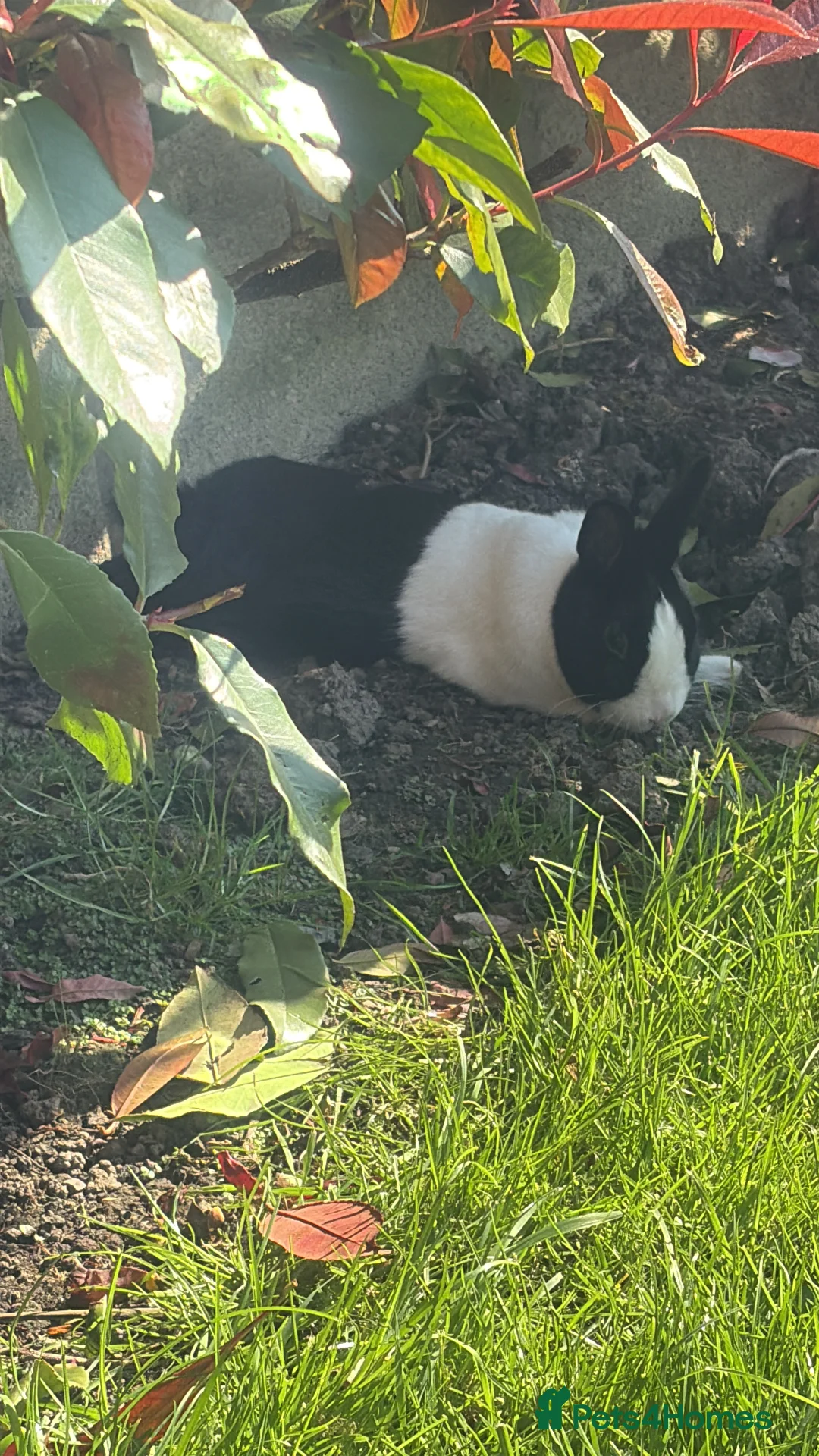 Dutch rabbits for sale: Female Dutch rabbit  - Advert 2