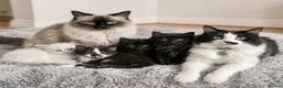 Ragdoll cats for sale: Two Rare full black kittens of Ragdool  - Advert 3