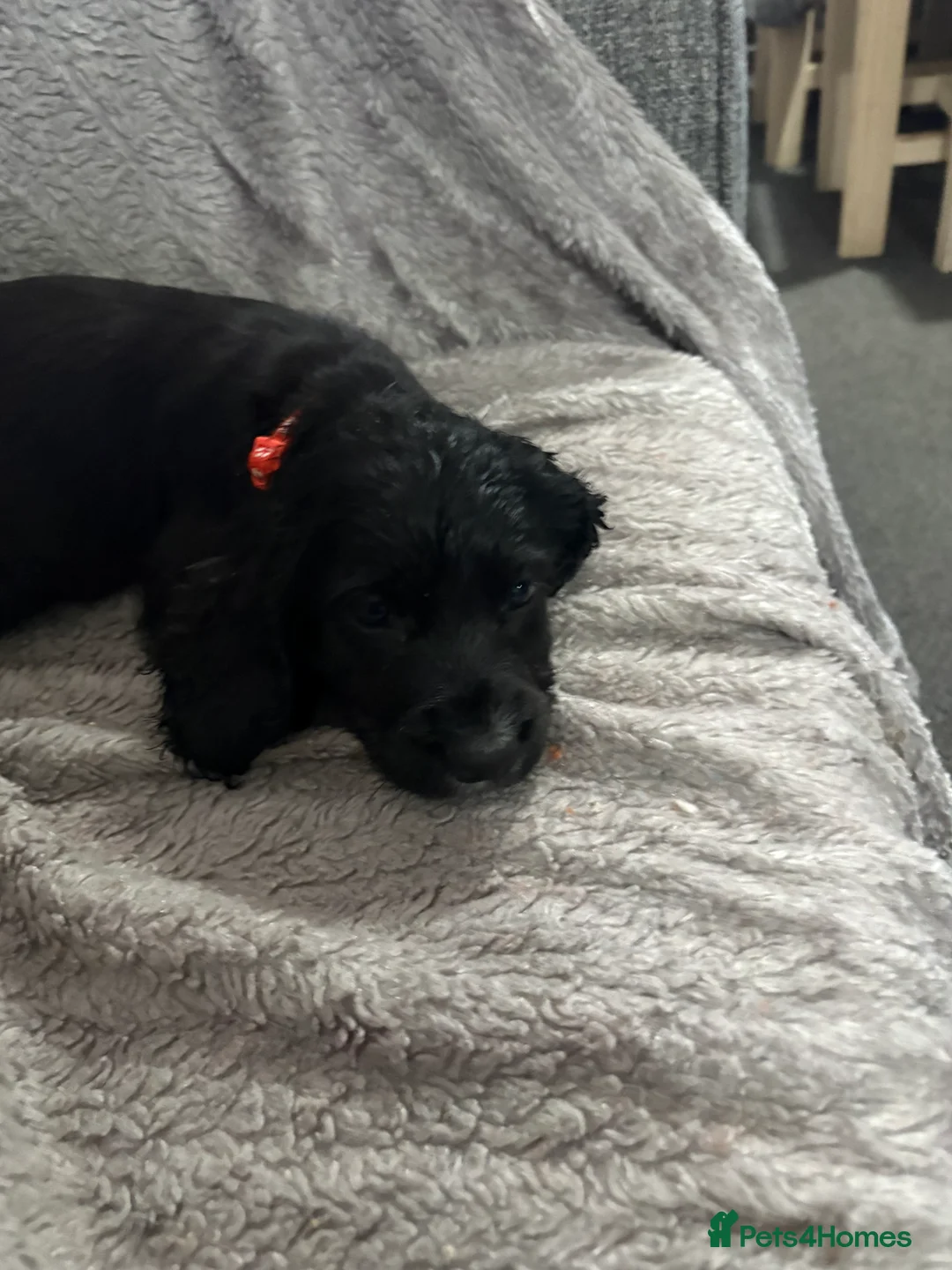 Cocker Spaniel dogs for sale: Working cocker spaniels  - Advert 13