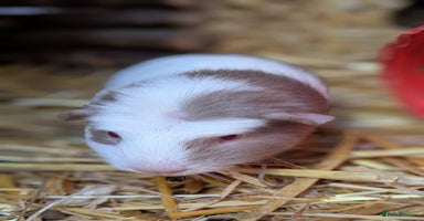 Guinea Pig rodents - Advert 7