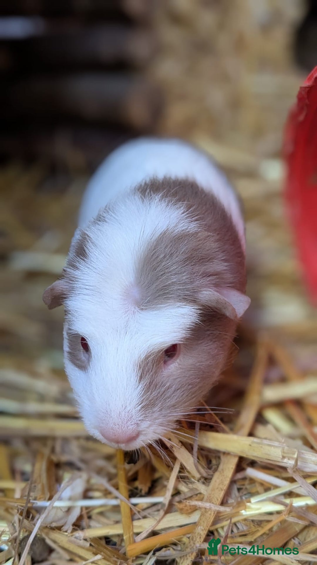 Guinea Pig rodents for sale: Gorgeous male piggies  - Image 3