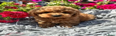 Miniature Poodle 4