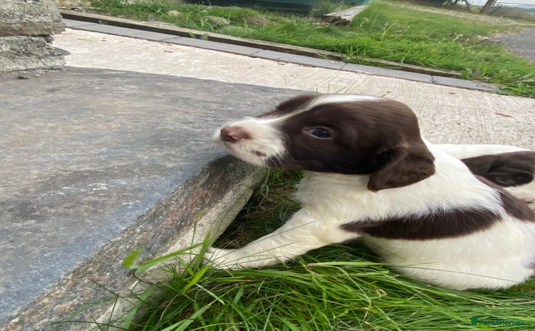 English Springer Spaniel dogs - Advert 7