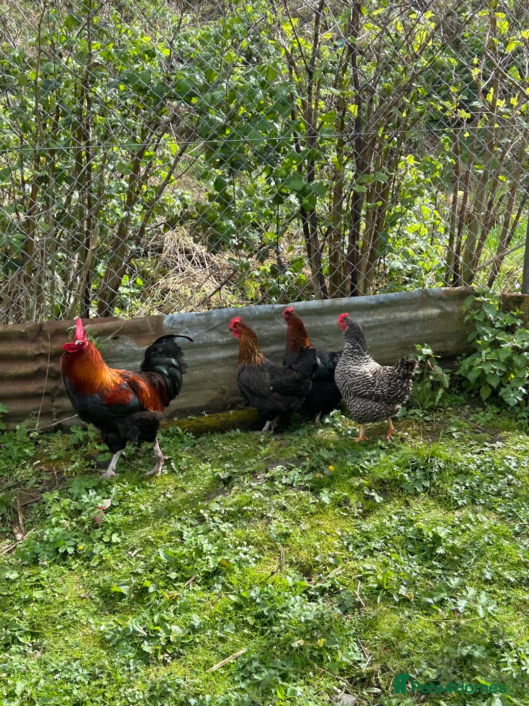 Chickens poultry for sale: LAYING HENS AND COCKEREL - Advert 2