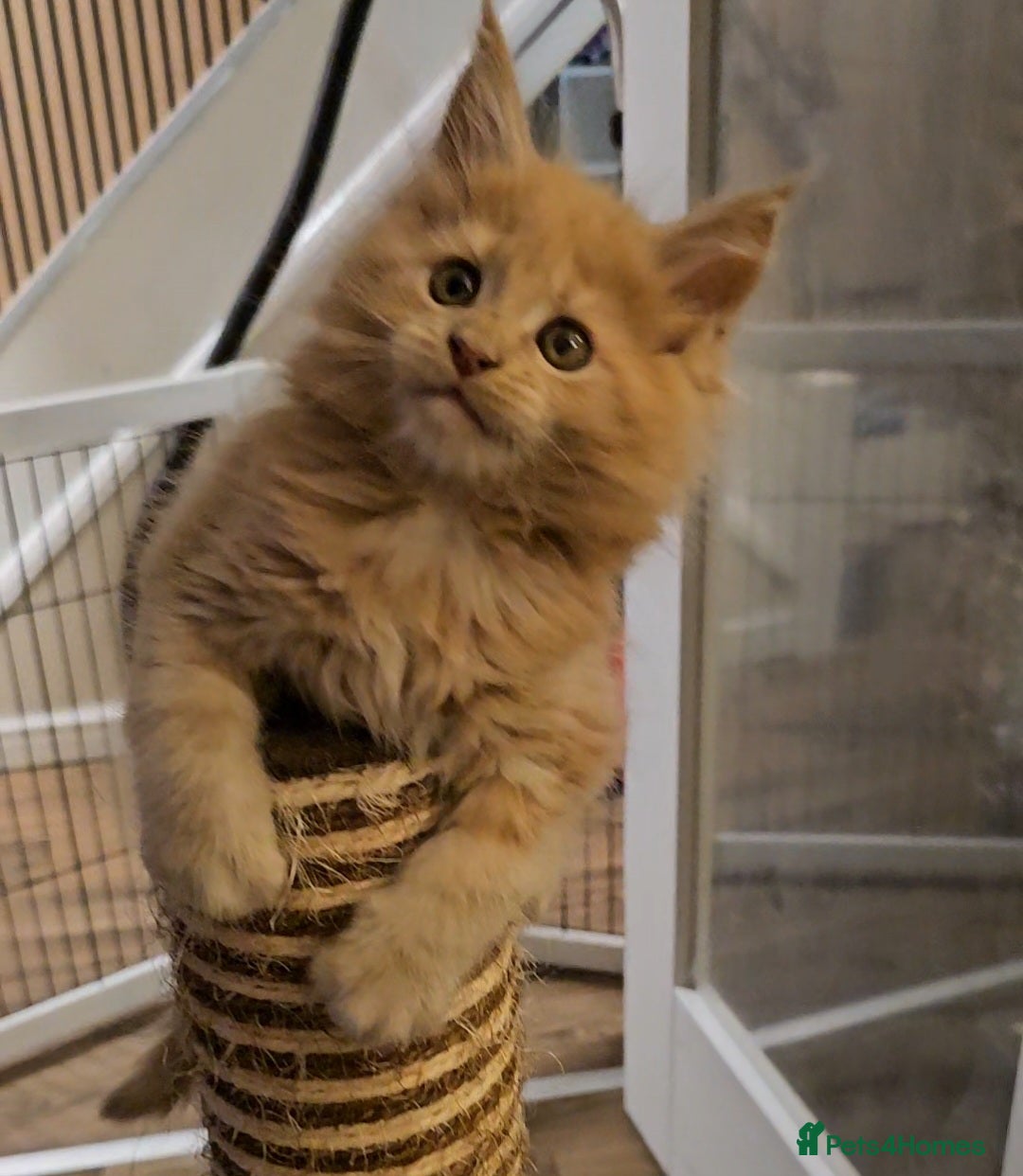 Maine Coon cats Gccf Maine Coon Kittens - Advert 18