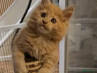 Maine Coon cats Gccf Maine Coon Kittens - Advert 18