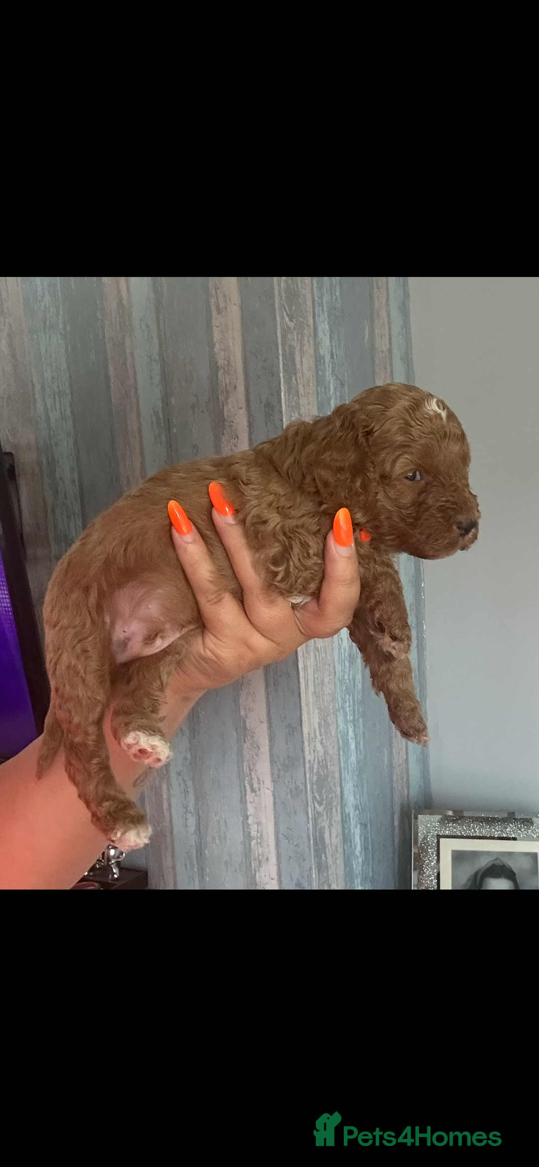 Poochon dogs for sale: Gorgeous litter of F1BB Poochons  - Image 17