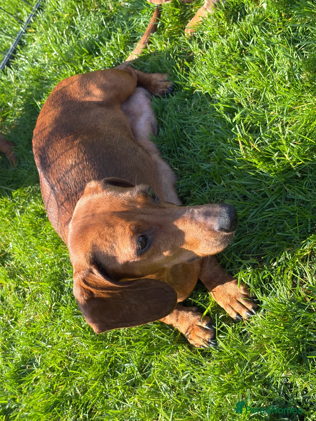 Dachshund dogs for sale: Gorgeous Dachshund Puppies! - Advert 10