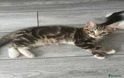 British Shorthair cats for sale: Playful kittens ready for loving homes - Image 14