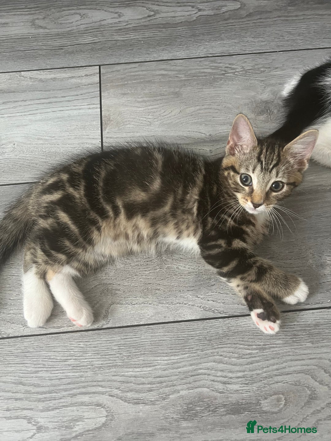 British Shorthair cats for sale: Playful kittens ready for loving homes - Image 14
