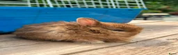 Netherland Dwarf rabbits for sale: Lap bunnies Netherland dwarf  - Advert 10