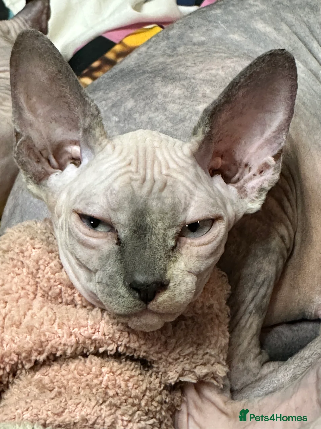 Sphynx cats for sale: LOVING SPHYNX KITTENS READY TO GO🤍 - Advert 12