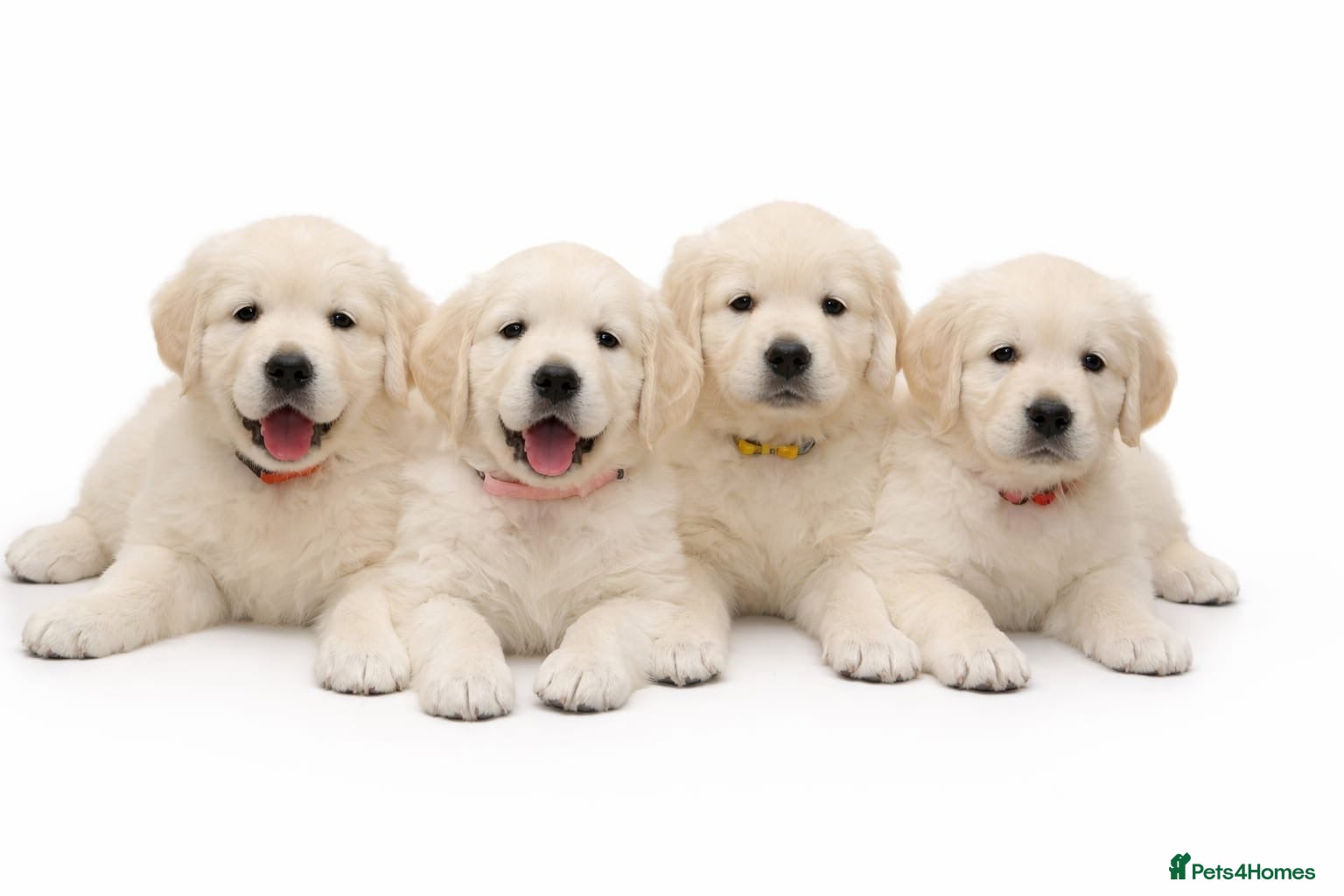 Golden Retriever dogs Golden retriever puppies - Advert 1