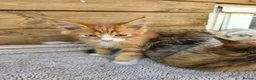 Maine Coon cats for sale: Maine Coon x Ragdoll x Persian  - Advert 15