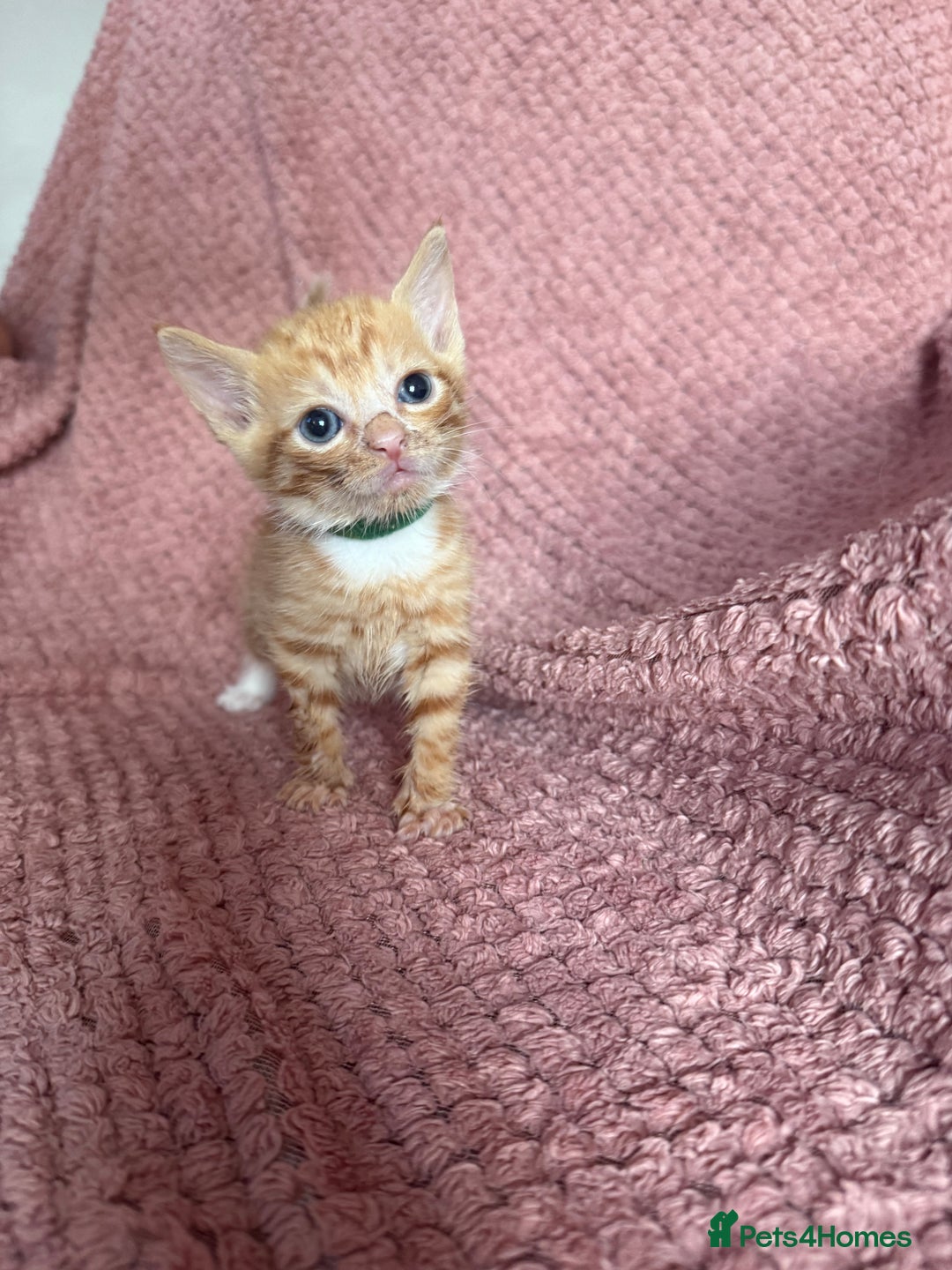 Mixed Breed cats for sale: Ginger kittens for sale - Image 3