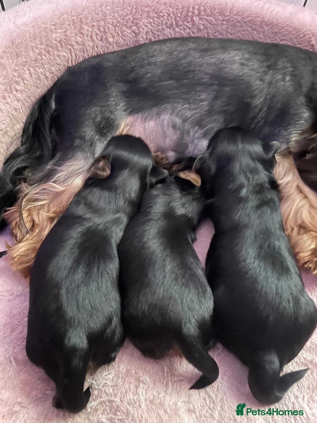 Yorkshire Terrier dogs for sale: pure breed yorkshire terrier  - Advert 9