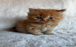 Persian cats for sale: Pure Persian Kittens - Image 8