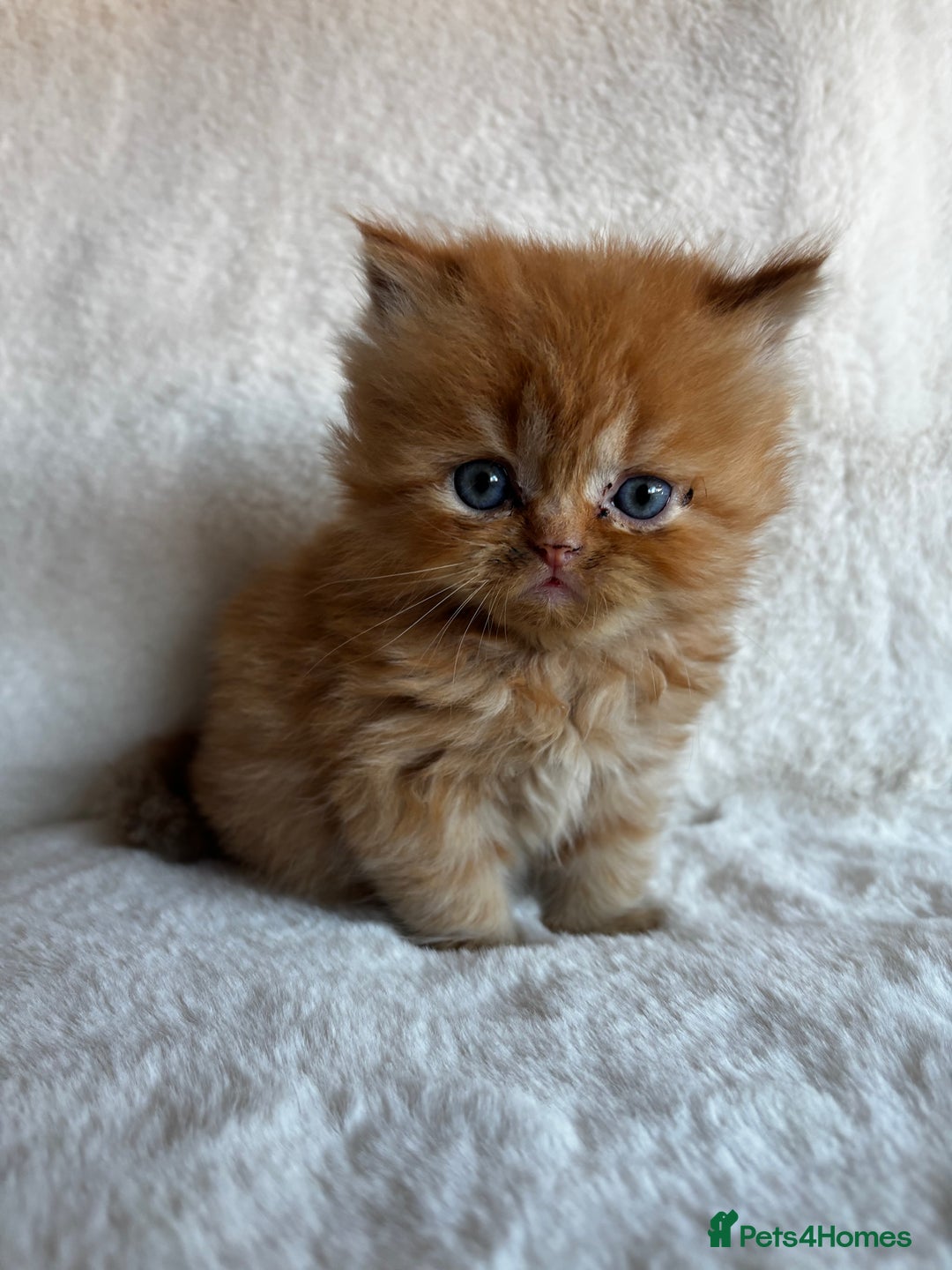 Persian cats for sale: Pure Persian Kittens - Image 8