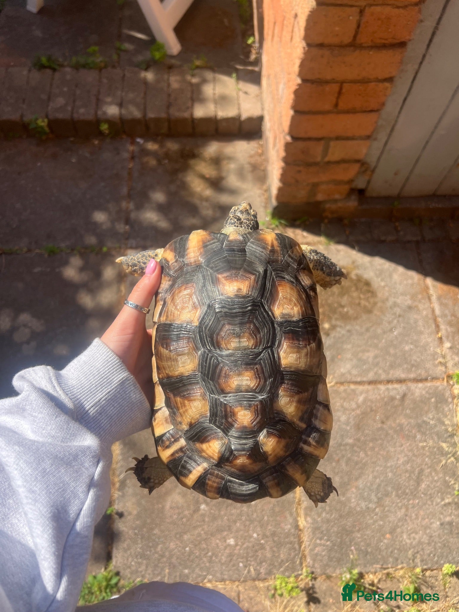 Tortoise reptiles Marginated tortoise  - Advert 1
