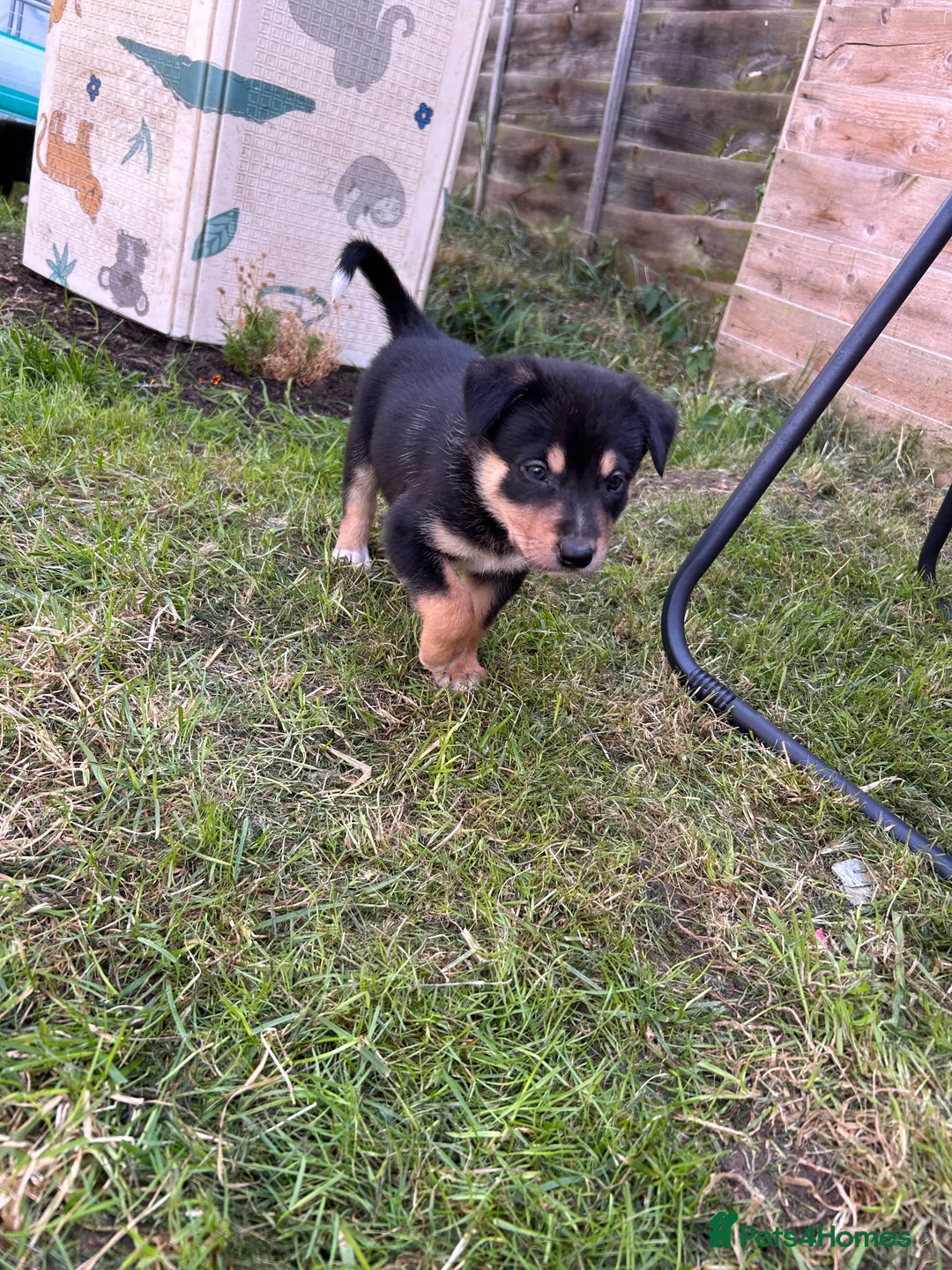 Mixed Breed dogs for sale: Our beautiful boy Koda💙 - Advert 37