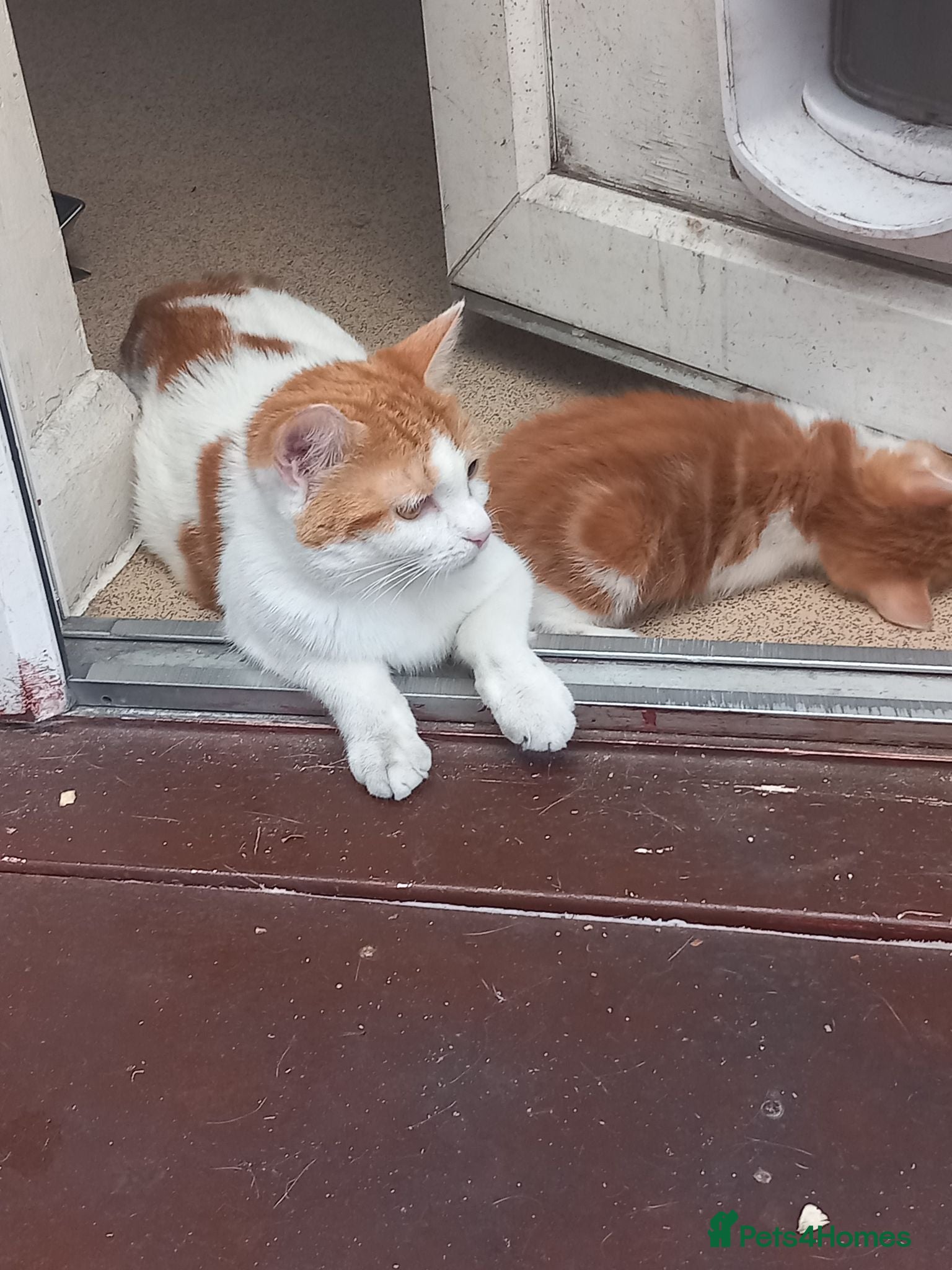 British Shorthair cats A very beautiful Calico girl for sale - Advert 1