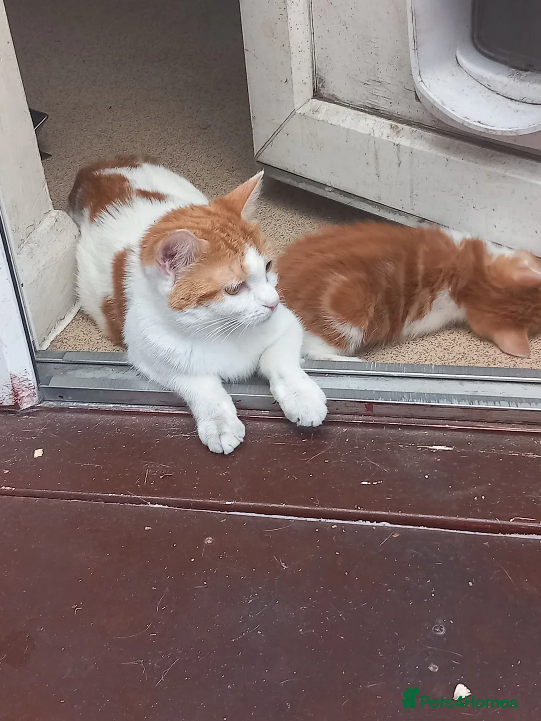 British Shorthair cats for sale: A very beautiful Calico girl for sale - Advert 1