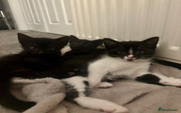 Mixed Breed cats for sale: Gorgeous part Siamese kittens 🐾  - Advert 4