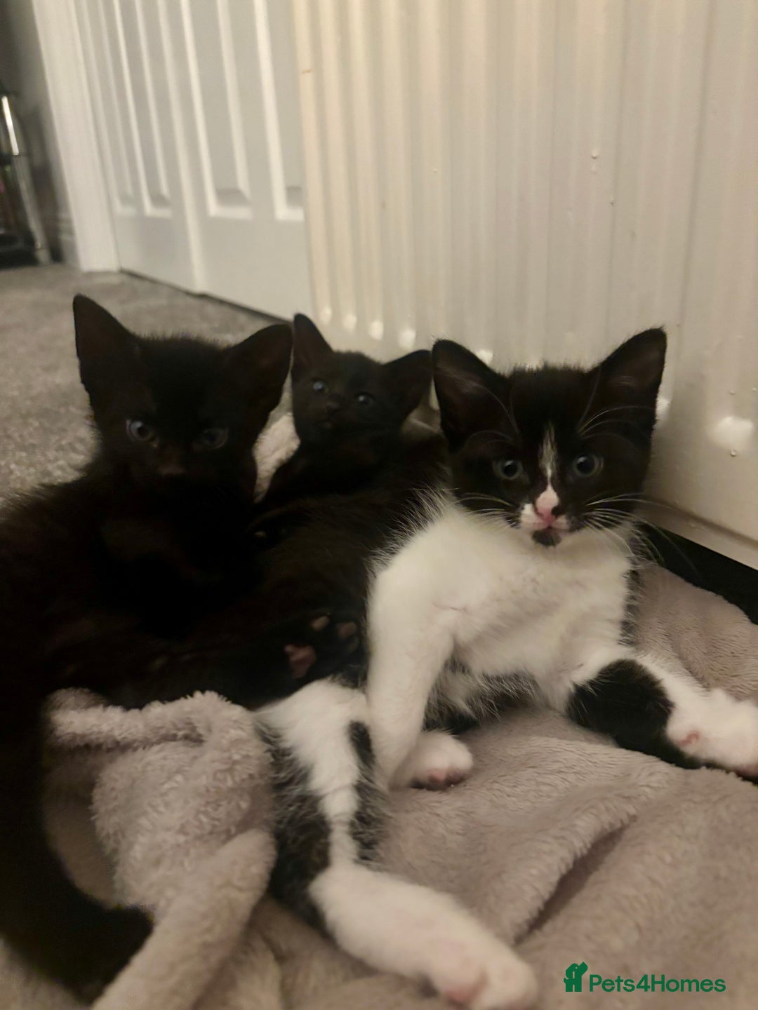 Mixed Breed cats for sale: Gorgeous part Siamese kittens 🐾  - Advert 4