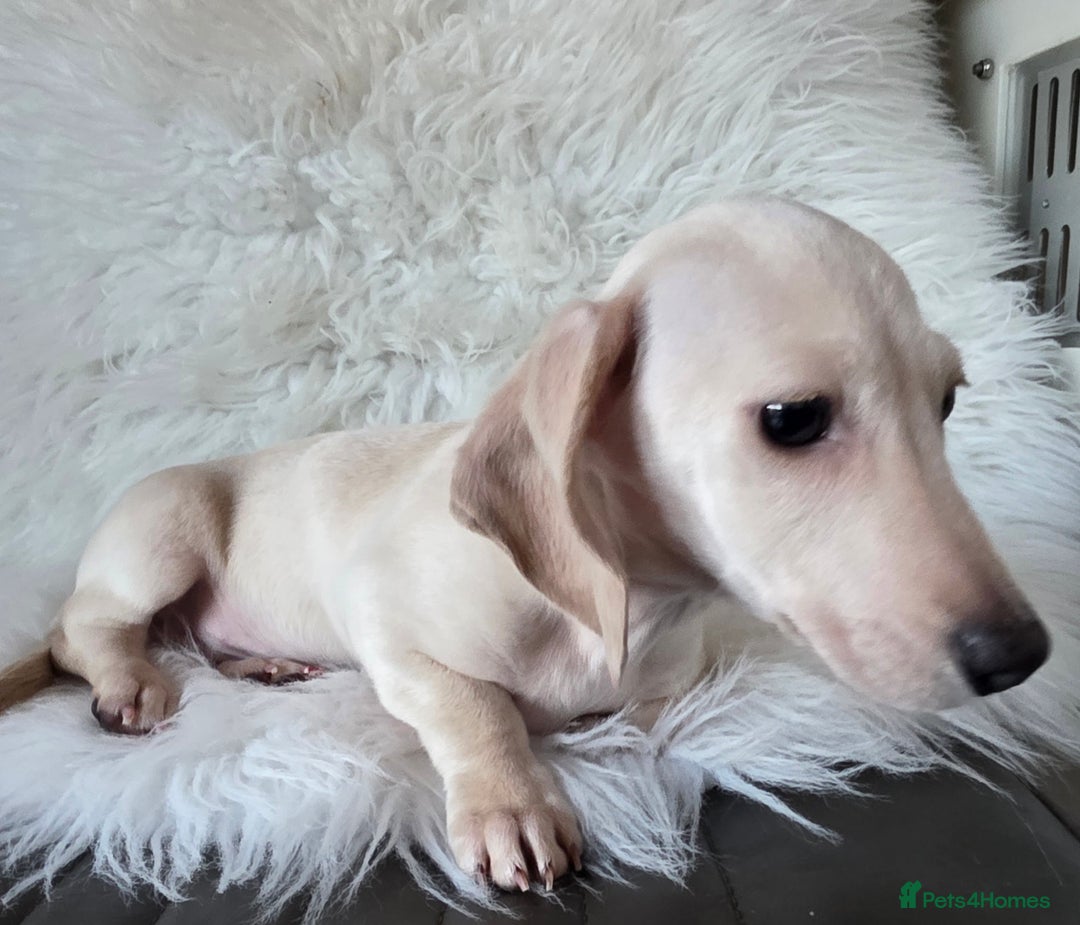 Miniature Dachshund dogs for sale: REDUCED LITTER KC REG mini Daxi  - Advert 6