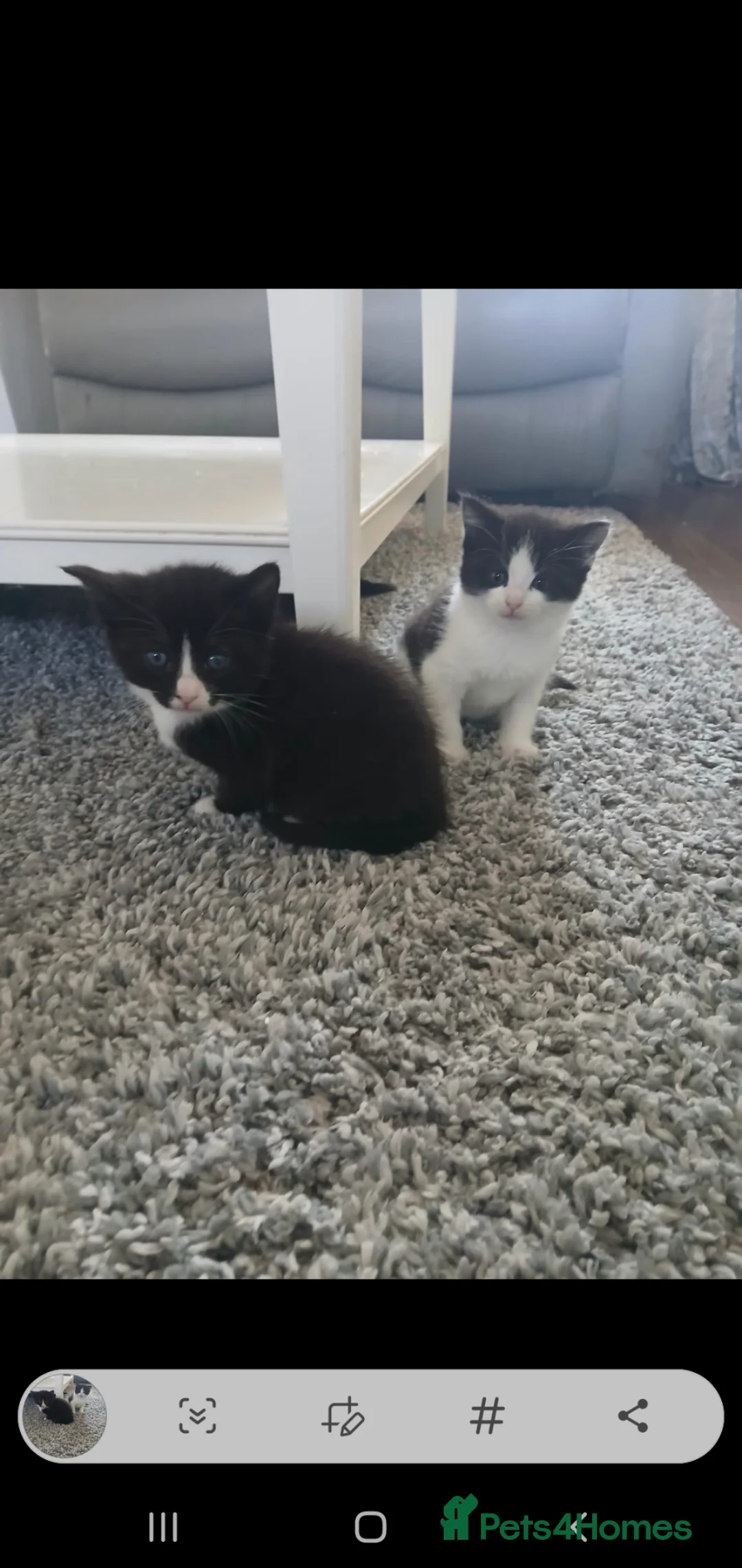 Mixed Breed cats for sale: Kittens - Advert 2