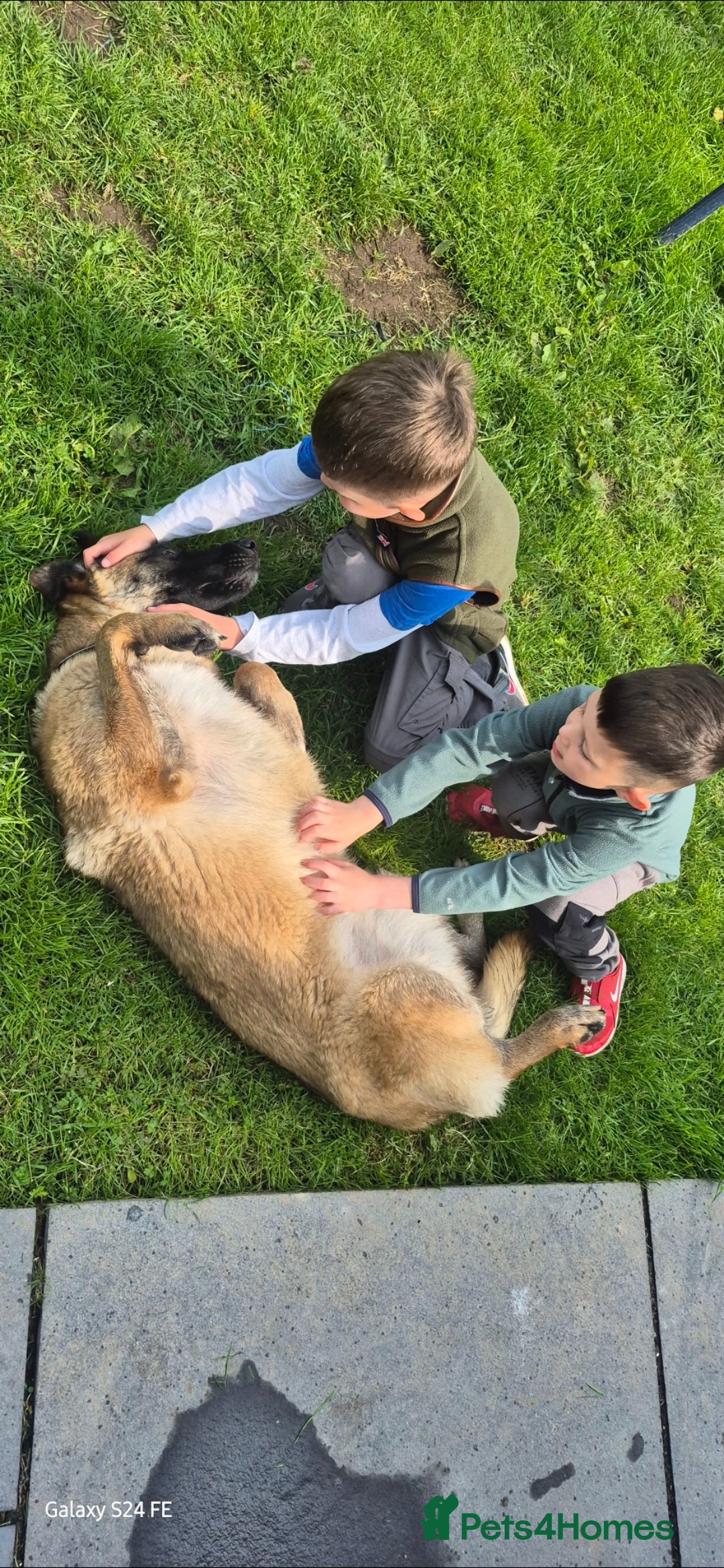 Mixed Breed dogs for sale: 1 year old bitch  - Image 3