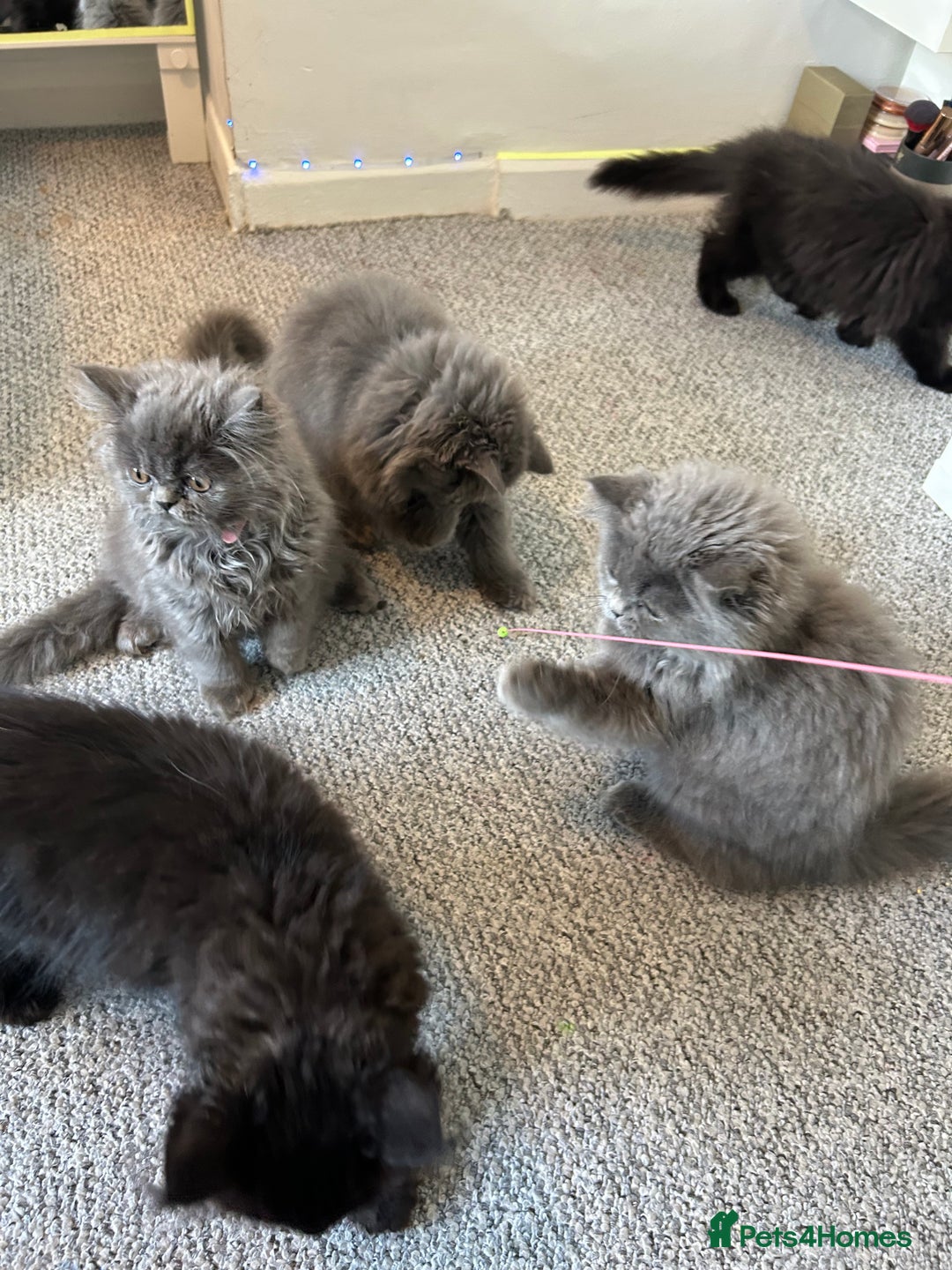 Persian cats for sale: Persian cats London  - Advert 7